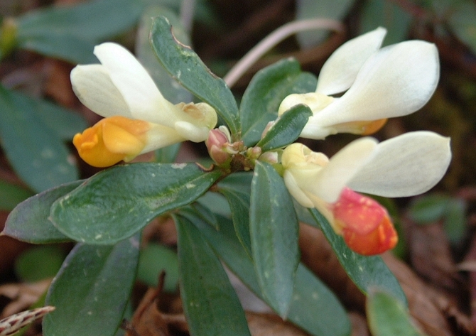 Polygaloides (=Polygala) chamaebuxus / Poligala falso-bosso